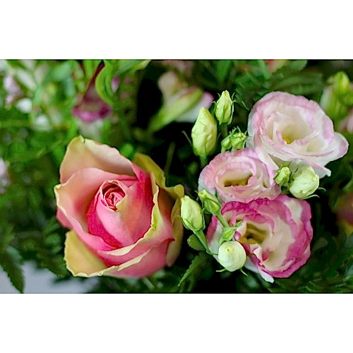 Blush